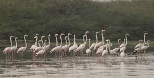 Keetham Lake Bird Sanctuary